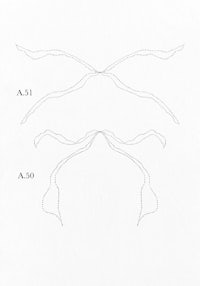 a drawing of a pair of wings