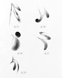 a black and white drawing of a number of different strokes