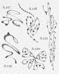 a series of drawings of different types of flowers and leaves